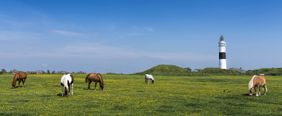 Pferde auf Wiese vor Leuchtturm Kampen Sylt