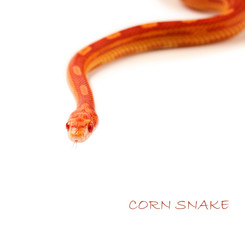 Close up of corn snake on white background