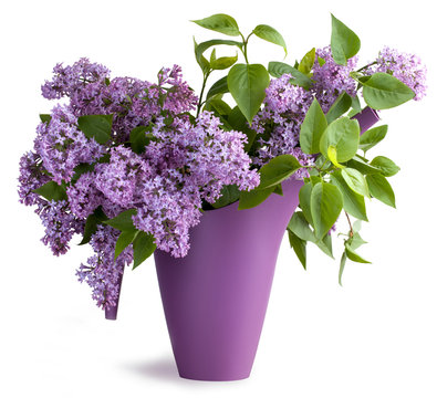 Bouquet of lilac flower in a jug on wooden surface and isolated on top