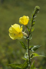 Yellow flowering evening primrose