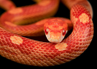 Close up of corn snake on black background