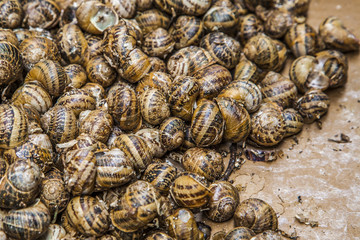 Snails at the market ready for sale