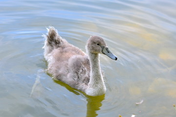 Cygne tuberculé, jeune, juvénile