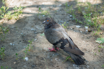 Obraz premium Pigeons in the park