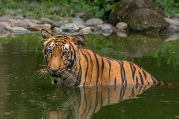Bengal Tiger (Panthera tigris tigris) half submerged in water