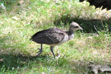 Petit paon, juvénile, petit