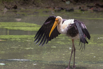 Painted Stork (yellow billed) stand with wings spread