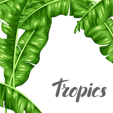 Background with banana leaves. Image of decorative tropical foliage