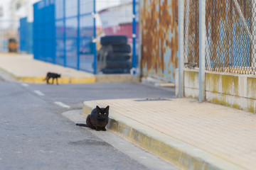 Gatos negros en la calle.