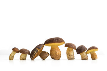 Funghi porcini 