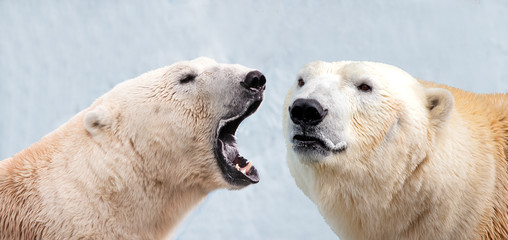 Портрет двух белых полярных медведей. Один белый медведь рычит на другого - obrazy, fototapety, plakaty