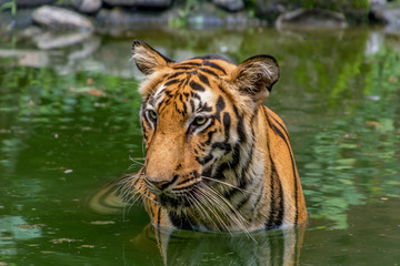 Fototapeta na wymiar Bengal Tiger submerged in water close up