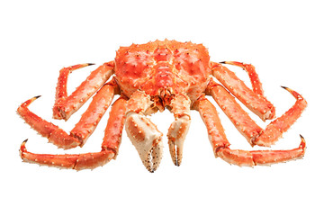 Red king crab isolated on white background