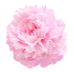 Fototapete Pfingstrosen Pink peony flower isolated  © Valentina R.