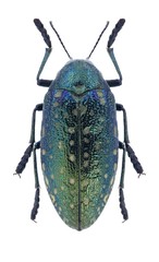 Beetle Julodis aequinoctialis aequinoctialis