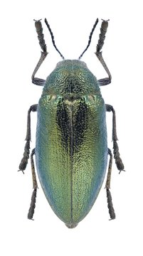 「Julodis」の写真素材 74件の無料イラスト画像 Adobe Stock