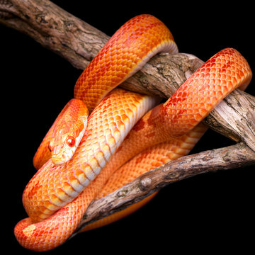  Corn snake wrapped around an old branch