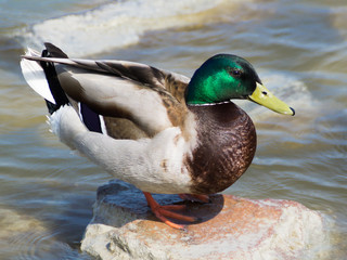 Portrait of a Duck