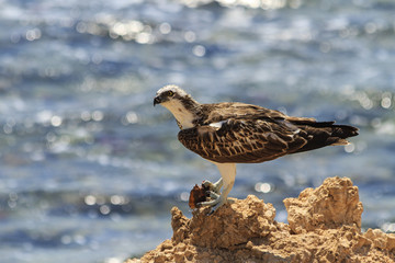 Osprey on a rock ledge eating fish