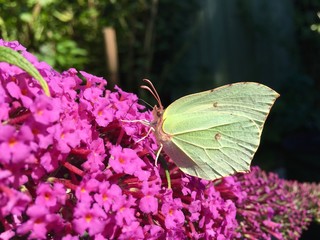 Zitronenfalter auf einem Schmetterlingsstrauch (Gonepteryx rhamni)