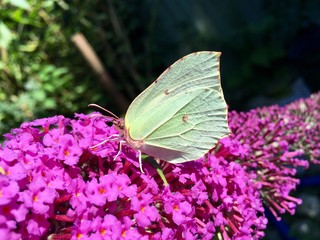 Zitronenfalter auf einem Schmetterlingsstrauch (Gonepteryx rhamni)