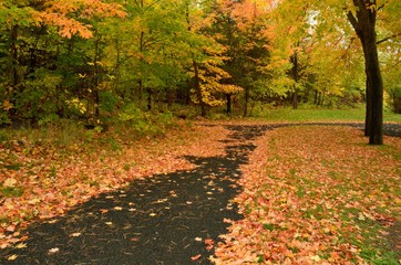 Colorful Autumn Leaves on a Path