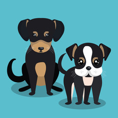 couple breed dogs isolated icon design, vector illustration  graphic 