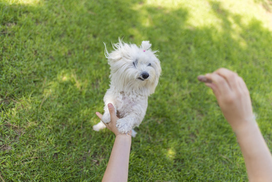 Jugando con mascota (bich&oacute;n malt&eacute;s).