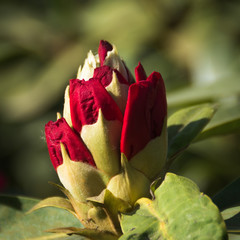 Red flowers in the Keszthely, Hungary