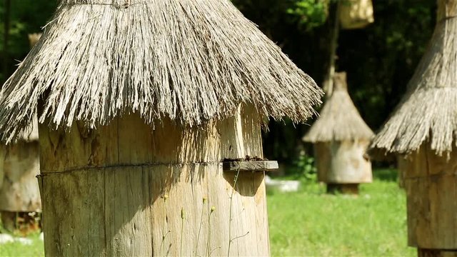 Many beehives. Bee Farm, flying bee. Beehive on a green meadow. Beekeeping