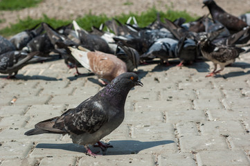 Pigeons in the park