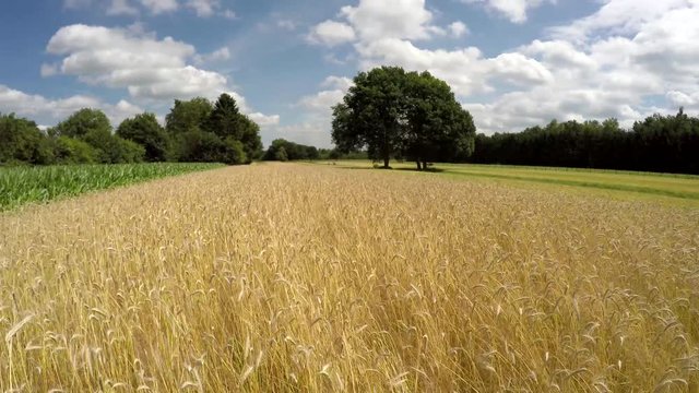 Aerial drone flying very low and steady over wheat field gold yellow color cereal grain amazing landscape also corn field on left side of grains large trees in background blue sky and some clouds 4k