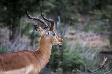 looking antelope