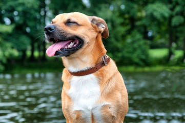 Small ore dog on fishing boat