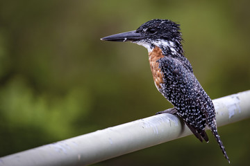 The Kingfisher