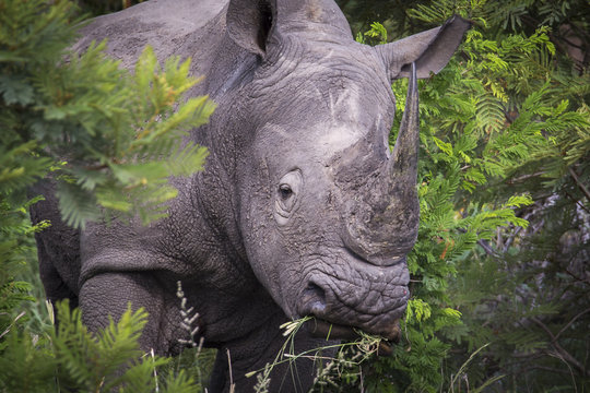 rhinoceros portrait