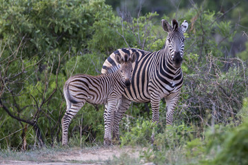Fototapeta na wymiar Zebra with baby