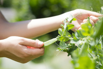 A hand of active gardener / girl harvesting green peas / beans o