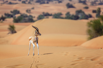 Arabian Gazelle