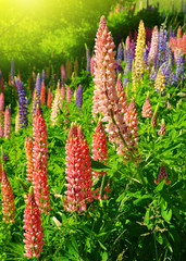 Fresh lupine close up blooming in spring.