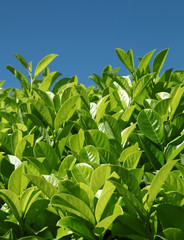 Détail d'une haie de laurier palme