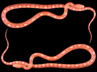 Frame made out of corn snakes, isolated on black
