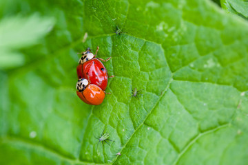 Macro of Two Mating Ladybugs