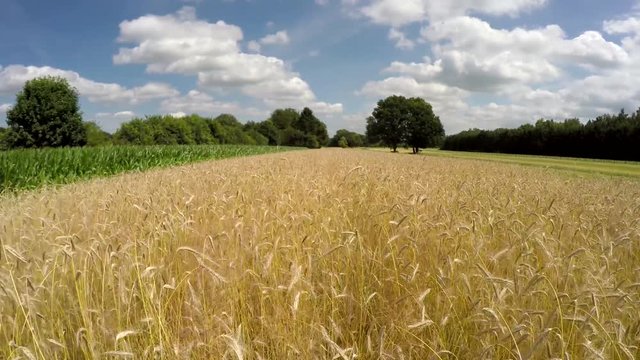 Aerial drone flying very low over wheat field cutting crop strain gold yellow color cereal grain landscape also corn field on left side of grains large trees in background blue sky and some clouds 4k