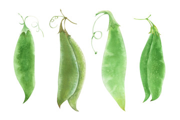 Various watercolor green pear pods
