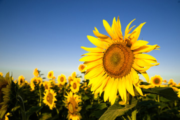 Sunflower grows in a field in Sunny weather.