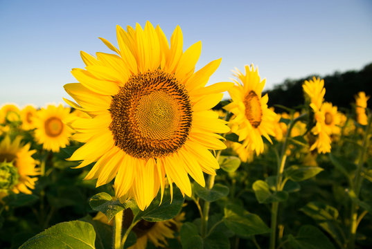 Sunflower grows in a field in Sunny weather. © zheltobriukh