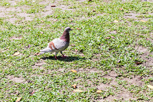 Some pretty pigeons stand on the ground in the park looking for tasty seeds to eat