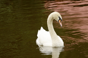 This graceful bird on the lake.