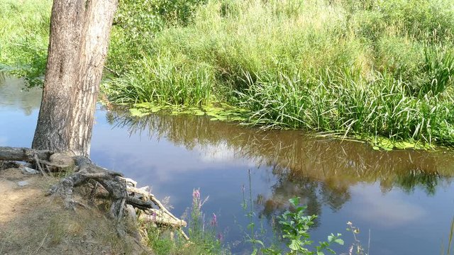 the Tree (Roots) Near a Small River